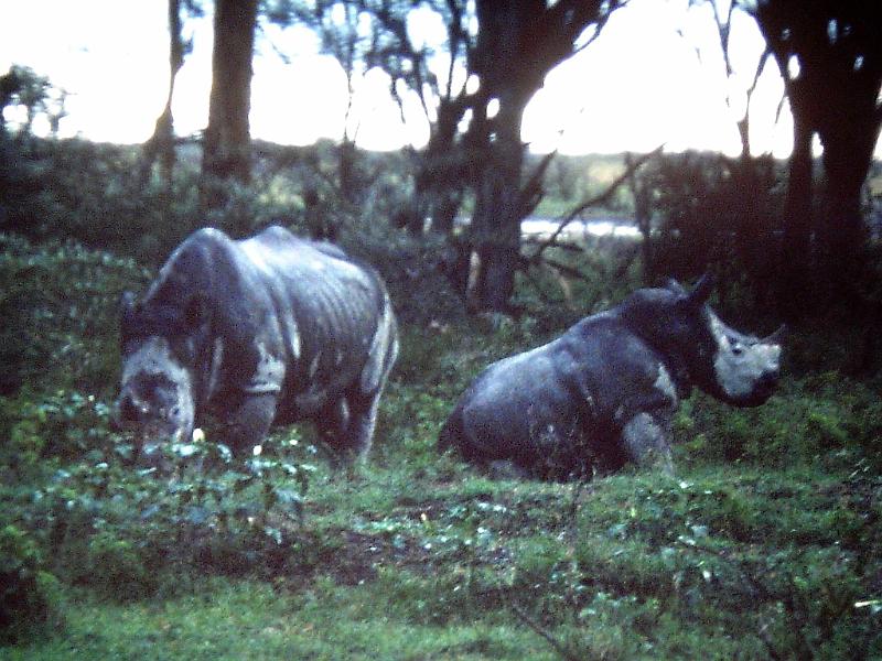 Afrc 00 078 Rinoceronts.jpg